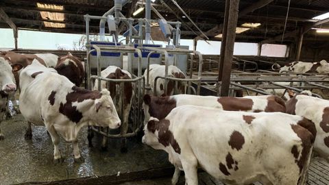 Dominantes-dominées. L’accès facile à la ration de l’ensemble du troupeau est un élément fondamental pour le bien-être des dominées et des plus fragiles. Les fractures de côte sur ces dernières sont un grand classique… Témoins, les cals osseux sur ces carcasses vues en abattoir ne sont pas si rares. Et si les dominées n’ont pas la possibilité de manger en sécurité en même temps que les dominantes (ex : une place à l’auge par vache), elles ne mangeront jamais à leur faim.j.-m.vocoret